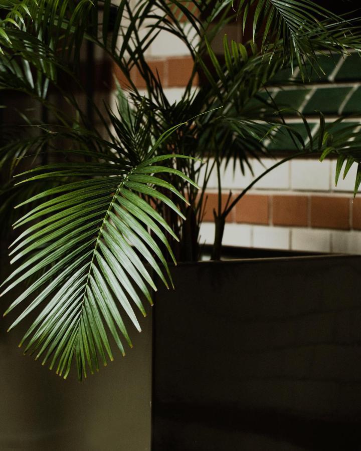 ホテル モノポール ブロツワフ ヴロツワフ エクステリア 写真 Chamaedorea elegans